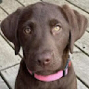 Meet your Posher, Fae